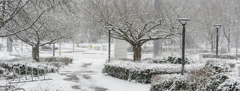 A sidewalk is covered with snow and snow-covered trees and shrubs stand next to it.